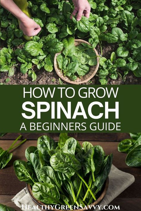 Planting Spinach, How To Grow Spinach, Grow Spinach, Growing Spinach, Spinach Seeds, Indoor Vegetables, Indoor Vegetable Gardening, Organic Vegetable Garden, Garden Veggies