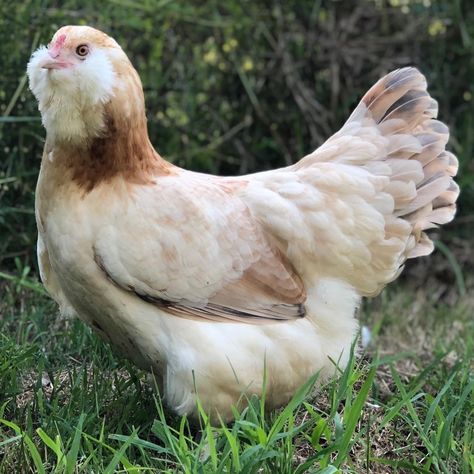 Chickens Ameraucana, Ameraucana Chicken Colors, Ameracauna Chicken, Americauna Chickens, Araucana Chickens, Ameraucana Chicken, Chicken Coloring, Fancy Chickens, Crazy Chicken Lady