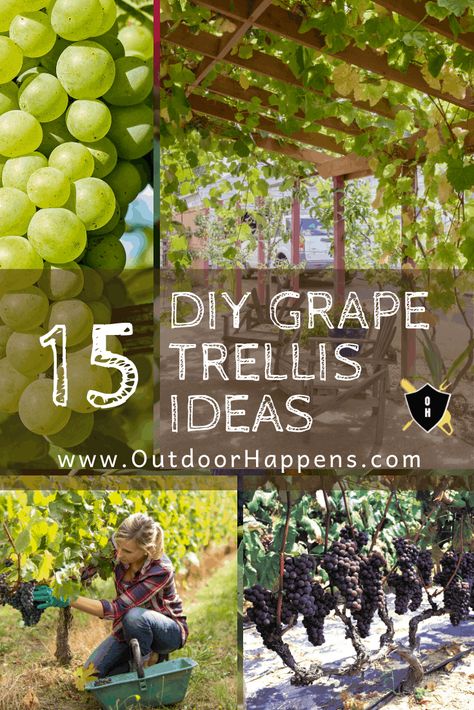 Diy Grape Trellis, Grape Trellis Ideas, Grape Vine Trellis Ideas, Vine Trellis Ideas, Grape Vine Trellis, French Cottage Garden, Grape Vine Plant, Grape Trellis, Grape Arbor