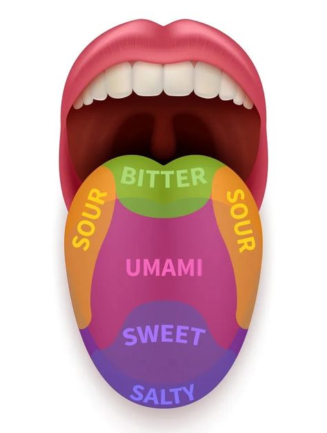 Tongue Diagram, Tongue Pictures, Human Mouth, Medical Videos, Biology Facts, Tongue Health, Ootd Aesthetic, Medical School Essentials, Probiotic Foods