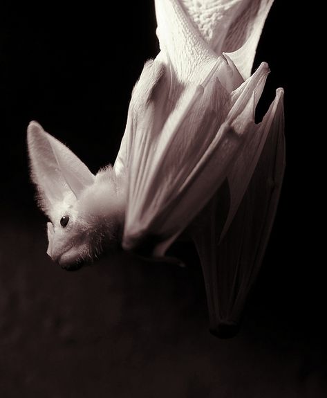 Ghost bat (Macroderma gigas) Regard Animal, Ghost Bat, Albino Animals, Vampire Bat, Creatures Of The Night, Upside Down, Beautiful Creatures, Animal Kingdom, Animals Beautiful