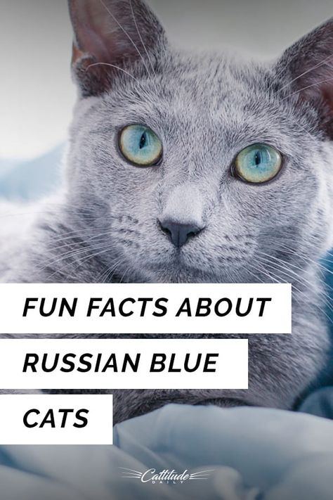 Do you love Russian Blue cats? Find out more about them here! #CattitudeDaily #cats #russianblue #russianbluecats #russianbluecat Russian Blue Cat Personality, Nebelung Cat, Russian Blues, Russian Blue Kitten, Russian Cat, Chartreux Cat, Hypoallergenic Cats, Cat Allergies, Kitten Art