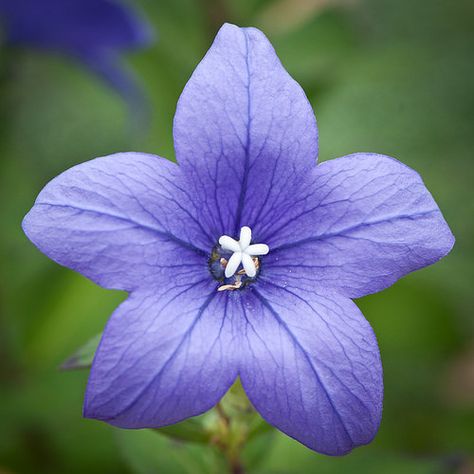 Platycodon Grandiflorus, Plant Reference, Colored Drawings, Welcome To My Garden, Plants Leaves, Pot Plant, Balloon Flowers, Language Of Flowers, Flower Leaf