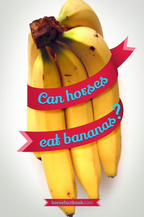 Can horses really eat bananas? #horsefactbook #horsefacts #horselovers #horses #horsetips #feedinghorses #horsetreats Horse Feeding, Unripe Banana, Horse Behavior, Banana Treats, Buy A Horse, Healthy Horses, Horse Food, Horse Care Tips, Horse Facts