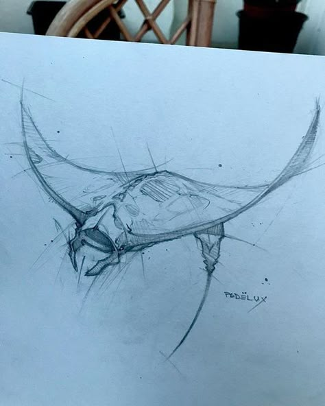 Zombie Shark Drawing, Sting Rays Drawing, Shark Sketch Drawing, Sting Ray Sketch, Shark Head Drawing, Drawing Stingray, Sting Ray Drawings, Marlin Drawing, Hammerhead Shark Drawing