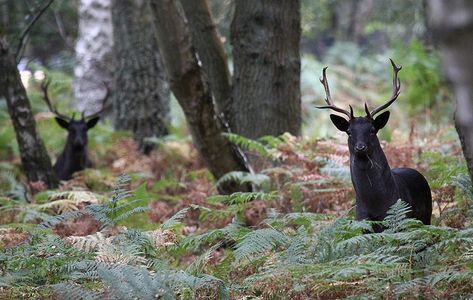 Melanistic Animals, Black Deer, Fallow Deer, Whitetail Deer, Black Animals, Walk In The Woods, In The Woods, Beautiful Creatures, Animal Kingdom