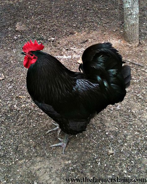 Black Australorp Rooster Australorp Rooster, Australorp Chicken, Black Australorp, Runner Ducks, Rhode Island Red, Black Rooster, Beautiful Chickens, Keeping Chickens, Chicken Runs