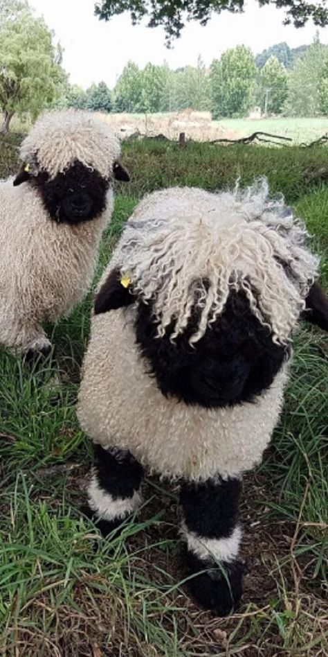 Blacknose Sheep, Sheep Farm, Sheep And Lamb, Cute Sheep, Please Stop, Hobby Farms, Cute Animal Pictures, Sweet Animals, Animal Planet