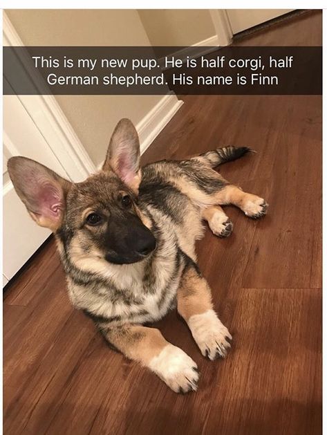 German Shepherd Corgi Mix, Corgi German Shepherd, Corgi Mix Breeds, Loyal Dog Breeds, Designer Dogs Breeds, German Shepherd Mix, Corgi Mix, Poor Dog, Cute Puppy Pictures