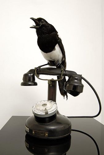 For Sorrow, via Flickr. Polly Morgan, Taxidermy Art, Vulture Culture, Animal Bones, Natural Art, Magpie, Taxidermy, Natural History, Black Bird