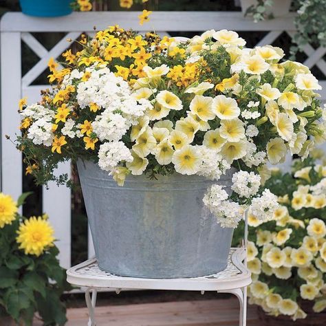 Container Gardening Ideas, Pineapple Punch, Porch Flowers, Potted Flowers, Container Gardening Flowers, Garden Containers, Outdoor Flowers, Garden Yard Ideas, Plant Combinations