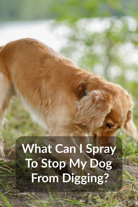 Vinegar and citrus oil are two things you can spray to stop your dog from digging. Commercial dog repellent sprays are also available. These methods will not work for all dogs, so it may take some trial and error to discover what works for your dog. Whether you choose a homemade or commercial product, such sprays are a good starting point for pet owners who want to curb this behavior. Dog Repellent Spray For Yard, Diy Dog Deterrent Spray, Deterrent Spray For Dogs, Stop Dog From Digging Holes In Yard, How To Keep A Dog From Digging, Dog Deterrent Spray, How To Stop A Dog From Digging, Prevent Dogs From Digging, Dog Repellent Spray