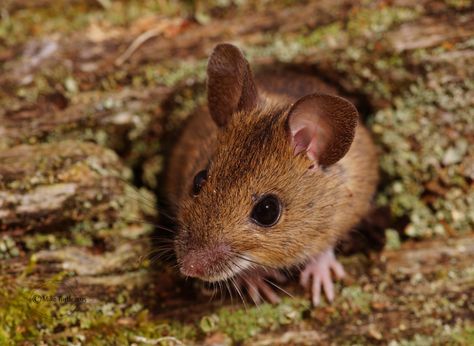 First attempt at a field mouse. | mike turtle | Flickr Field Mouse, Rodents, Cute Little Animals, Cuteness Overload, Gourds, Mice, Rats, Animals Beautiful, Photo Art