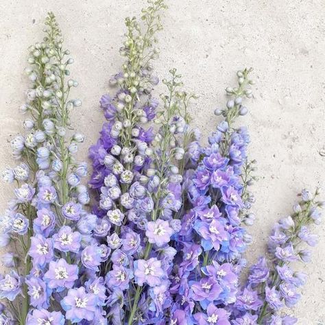 Lilac Delphinium, Lavender Larkspur, Lavender Delphinium, Flowers By Season, Pale Blue Delphinium, Purple Delphinium, Larkspur Misty Lavender, Larkspur Tattoo, Light Purple Delphinium