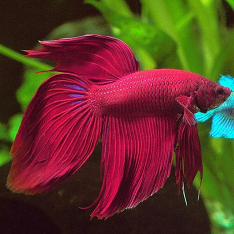 Veil Tail Betta Fish, Betta Fish Toys, Red Betta Fish, Betta Fish Tattoo, Types Of Betta Fish, Archery Poses, Fish Tails, Red Veil, Fish Gallery