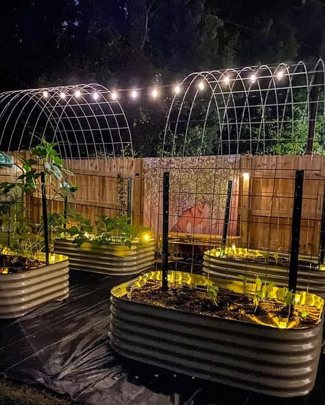 Container Garden Trellis Ideas, Diy Garden Small Spaces, Garden With Metal Raised Beds, Above Ground Garden Layout, Metal Raised Garden Beds With Trellis, Vegie Gardens Layout, Metal Raised Bed Garden Layout, Fencing Around Raised Garden Beds, Raised Bed Arch Trellis