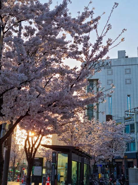 #aesthetic #southkorea #photo #dump #random #seoul #mood #vibe #korea #cafe #korean #spring #blossom Spring In Korea Aesthetic, Korea Core Aesthetic, Korean Core Aesthetic, Korean Pink Aesthetic, Korean Spring Aesthetic, Korea Vibes Aesthetic, Korean Life Aesthetic, South Korean Aesthetic, Korean Vibes Aesthetic