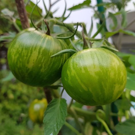 Growing Green Zebra Tomatoes - Unique, Bold & Amazing Flavor! Zebra Tomatoes Recipes, Green Zebra Tomato, Worm Castings Tea, Tomato Seedlings, Fresh Dishes, Growing Greens, Green Zebra, Organic Tomatoes, Canning Tomatoes