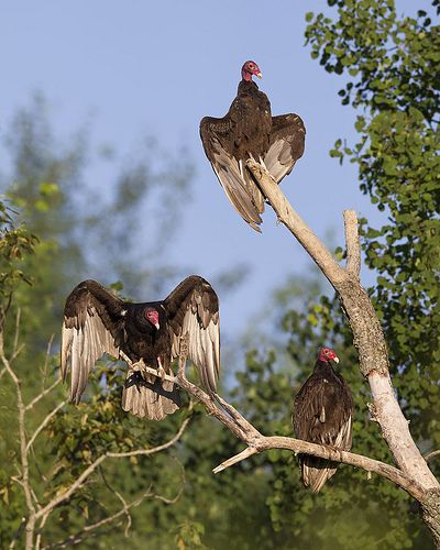 Vulture Marvel, Turkey Vultures, Vulture Bird, Horse Poses, Turkey Vulture, Animal Studies, Animals Tattoo, Wallpaper Aesthetics, Vulture Culture