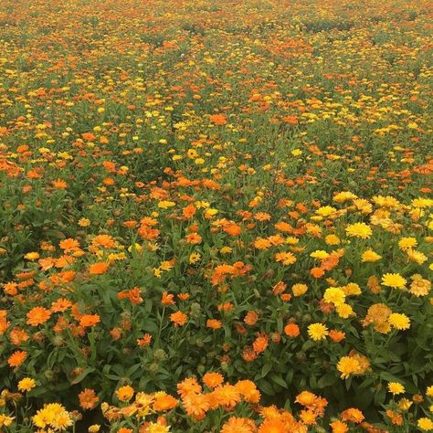 Sunny Flowers, Hufflepuff Aesthetic, January 5th, July 18th, Yellow Aesthetic, Nature Aesthetic, Flower Field, My Dad, Love Flowers