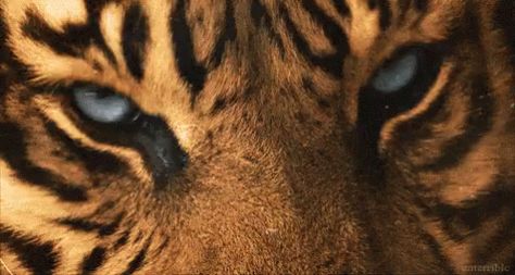 Tiger Tigerface GIF - Tiger Tigerface - Discover & Share GIFs Cats Tumblr, Tumblr Photography, Cheetahs, Aesthetic Gif, Animal Planet, Animal Gifs, Big Cats, Cat Toys, Animal Kingdom