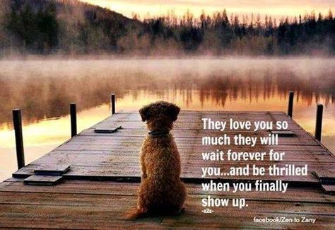 They love you so much they will wait forever... Cesar Millan, Lake Living, Love My Dog, Border Terrier, Lake Life, Dog Quotes, Mans Best Friend, 귀여운 동물, I Love Dogs