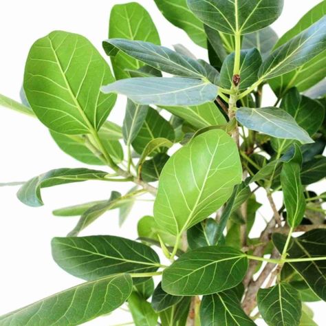 Ficus Benghalensis: All you need to know about the Ficus Audrey plant Ficus Audrey Care, Ficus Audrey, Ficus Petiolaris, Ficus Altissima Care, Ficus Benghalensis Audrey, Weeping Ficus Tree Real We’re To Buy, Soil Texture, Ficus Lyrata, Ficus Tree