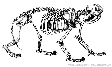 Honey Badger Skeleton Badger Tattoo, Horse Bones, Skeleton Sketch, Horse Skeleton, Animal Skeleton, Graphic Novel Illustration, Wolf Silhouette, Animal Skeletons, Horse Anatomy