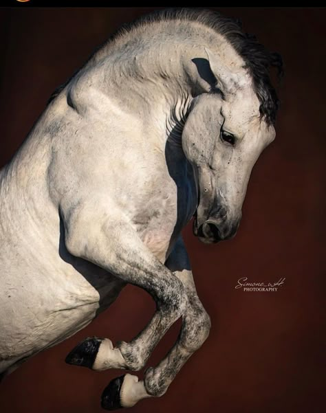 Horse Looking Up, Horses Front View, Horse Head Reference, Horse Side View, Horse Standing, Horse Facing Forward, Baroque Horse, Hyperrealism Paintings, Horse Photography Poses