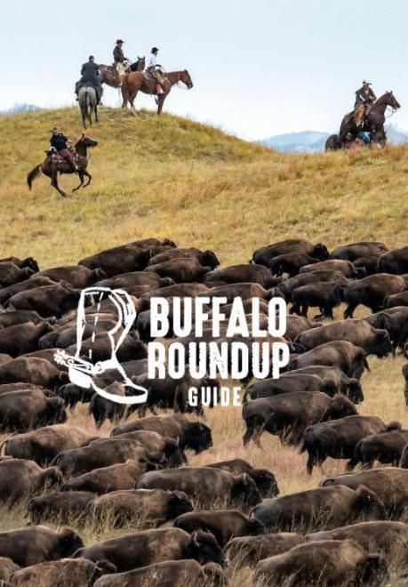 South Dakota Buffalo Round Up, Buffalo Roundup Custer State Park, Custer State Park South Dakota, South Dakota Road Trip, South Dakota Vacation, Crazy Horse Memorial, Wind Cave National Park, Rainy Sky, Cabin Trip