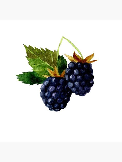 "Watercolor illustration with berries and blackberry leaves." Poster by margo-soleil | Redbubble Blackberry Leaves, Leaves Poster, Fruit Art Drawings, Jam Label, Blackberry Jam, Fruit Art, Block Printing Fabric, Linocut Prints, Custom Artwork