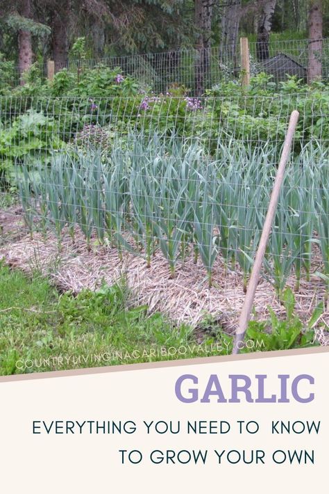 Grow garlic in your backyard! Everything you need to know to grow garlic in cold climates. Hardneck garlic is easy to grow in your garden or containers. #garlic #food #vegetablegardening #growing garlic Garlic Farming, When To Plant Garlic, Garlic Growing, Garlic Garden, Garlic Food, Garlic Farm, Hardneck Garlic, Grow Garlic, Hobby Farming