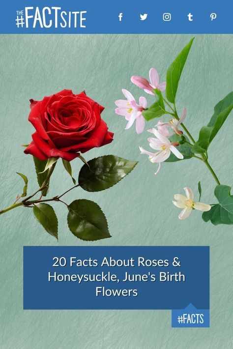 Curious about June's fascinating birth flowers? Dive into the rich history and symbolism of these beloved blooms! Discover the surprising edible qualities of honeysuckle and the political symbolism of the red rose. From ancient myths to modern-day significance, learn why roses are more than just a token of love and how honeysuckles have captured hearts throughout the ages. #TheFactSite #Facts #Rose #Honeysuckle #June #BirthFlowers Honeysuckle Berries, June Birth Flower, Environment Facts, Clean Ocean, Most Popular Flowers, Weird Holidays, Ancient Myths, Today In History, Different Holidays