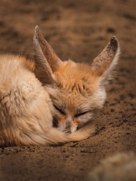 Fennec Fox Pet, Fox Breeds, Fox Memes, Accordion Wall, Residential Lobby, Tattoo Nature, Desert Fox, Brown Sand, Fox Pictures