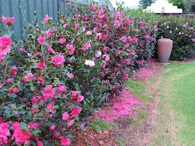 Bloomfield Cottage, it's a lifestyle: Camellia Hedge - just beautiful Camillia Bush, Camellia Hedge, Yuletide Camellia, Flower Hedge, Des Roses, Winter Flowers, Just Beautiful, Front Garden, Backyard Landscaping Designs