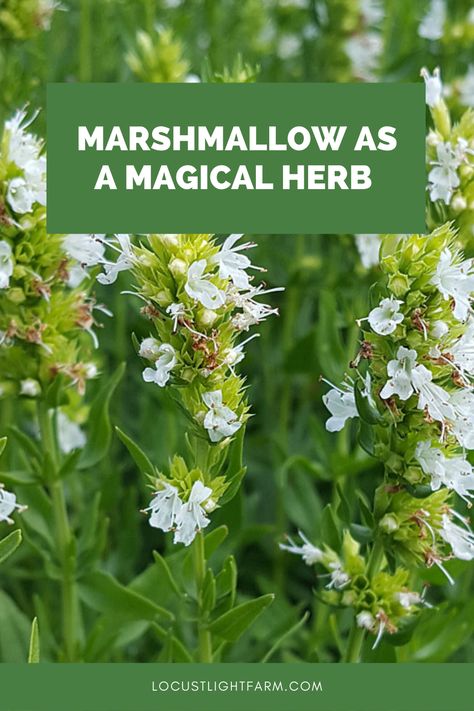 MARSHMALLOW AS AN HERBAL ALLY. Marshmallow, also known as Althaea officinalis, is a soothing and comforting herb if there ever was one. Marshmallow is here to soothe your irritations, soften your woes, and bring you an abiding sense of comfort. Read more about this marshmallow. herbs for witchcraft #herbs #marshmallow Marshmallow Plant Uses, Marshmallow Leaf Benefits, Marshmallow Benefits, Marshmallow Root Tincture Recipe, Marshmallow Herb Benefits, Benefits Of Marshmallow Root, Marsh Mallow Plant, Marshmallow Root Benefits, Marshmallow Root Magical Properties