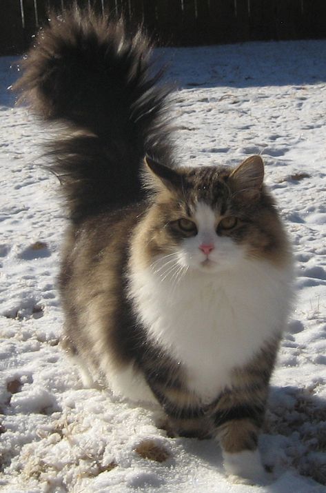 Siberian Forest Cat, Hypoallergenic Cats, Siberia Russia, Siberian Cat, Forest Cat, Cat Breed, Norwegian Forest Cat, Fluffy Cat, Domestic Cat