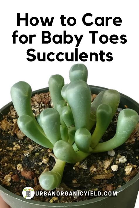 Baby Toes Succulent, How To Propagate Succulents, Panda Plant, Water Succulents, How To Water Succulents, Succulent Ideas, Succulent Garden Indoor, Baby Succulents, Plant Tips