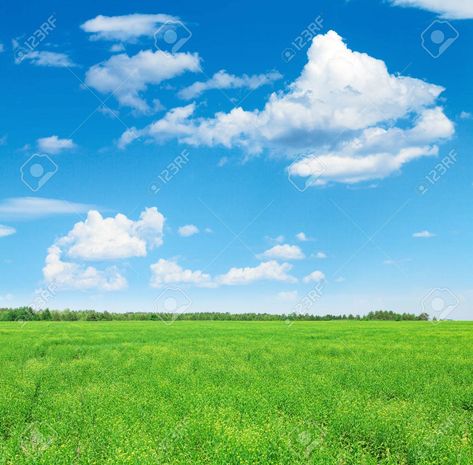 Summer landscape with green grass field and blue sky with clouds - 42148380 Blue Sky Background Landscape, Sky And Grass Background, Blue Sky Landscape, Blue Sky Images, Sky Photoshop, Hd Sky, Photoshop Landscape, Blue Sky With Clouds, Green Grass Field