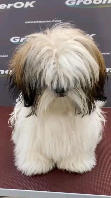 #Dog #grooming #groomingdog #doglovers Small Dog Haircut, Male Shih Tzu Grooming Styles, Cruella Hair, Shih Tzu Grooming Styles, Yorkie Puppy Haircuts, Dog Grooming Shih Tzu, Dog Grooming Diy, Dog Haircut, Pet Grooming Business