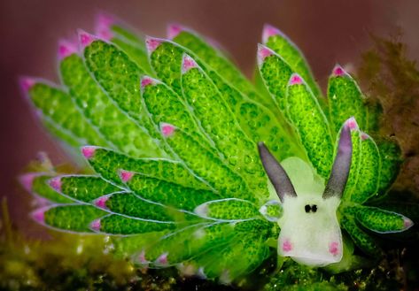 sheep sea slug Leaf Sheep Sea Slug, Sea Sheep, Leaf Slug, Leaf Sheep, Sea Snails, Sea Slugs, Bunny Sea Slug, Blue Sea Slug, Sea Snail