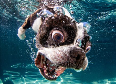 "Rocco Close Up" Pictures Underwater, Underwater Dogs, Dogs Photos, Dog Swimming, Funny Animal Photos, Pet Photographer, Super Cute Animals, Funny Dog Pictures, Dogs Pooping