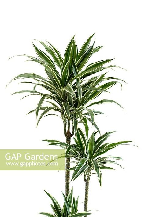 Dracaena deremensis Dracaena Deremensis, Rice Image, Dracaena Plant, Snake Plants, Variegated Plants, Plant Photography, Plant Painting, Spider Plants, Ornamental Plants