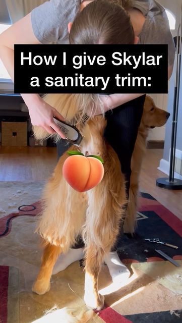 SKYLAR | the Golden Retriever on Instagram: "I do all Skylar’s grooming at home and lots of you said the paw grooming reel was super helpful (feel free to dm me if you can’t find it) so here’s how I give Skylar a sanitary trim! Does your dog get sanitary trims? Like and follow @skylars.the.limit for more! . . . #doggrooming #sanitarytrim #goldenretriever #floofydog #cutedog #goodgirl #dogmom #dogmomtips #dogvideos #dogadvice #grooming #doggroominglife #dogtips #dogtutorial #njdogs" Groom Golden Retriever, Golden Retriever Trimming, Grooming Golden Retriever At Home, Grooming A Golden Retriever, How To Trim A Golden Retriever, How To Groom A Golden Retriever At Home, How To Groom A Dog At Home, Grooming Golden Retriever, Shaved Golden Retriever