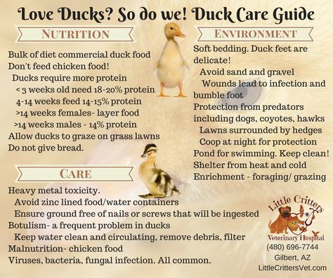 Duckling Care Duckling Enclosure, Pet Duck Set Up, Duck Winter Care, How To Take Care Of Ducklings, Duckling Habitat, Duckling Care, Animal Infographic, Duck Feet, Pet Ducks