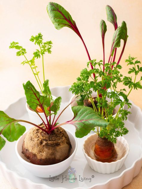 Unlock the secret to endless greens with vegetables that can be regrown from scraps you already have! It's the ultimate hack for fresh produce and stretching your dollar further. Grow Beets, Beet Plant, Growing Beets, Plantarea Legumelor, Gardening With Kids, Tanaman Air, Growing Vegetables Indoors, Regrow Vegetables, Kitchen Scraps