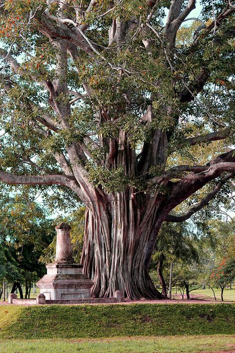 Children Of Eden, The Tree Of Knowledge, Tree Of Knowledge, Personalized Gallery Wall, Farm Layout, India Cricket, Bodhi Tree, Jesus Images, Buddha Image