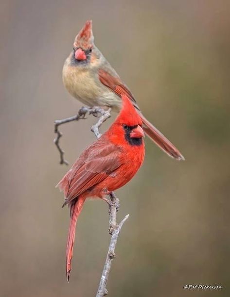 Flying Dinosaurs, Cardinal Birds Art, Cardinal Couple, Pet Memorial Tattoo, Hummingbirds Photography, Bird Identification, Northern Cardinal, World Birds, Cardinal Birds