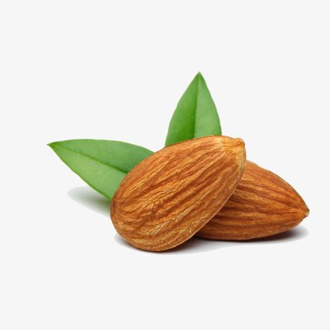 Almonds Illustration, Almond Illustration, Almond Logo, Nuts Illustration, Kacang Almond, Coconut Images, Watercolor Indian, Almond Fruit, Almond Nut