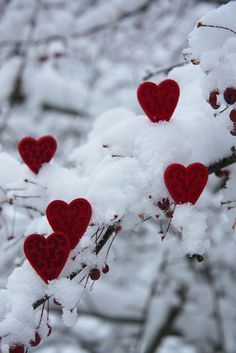 Winter Love | Winter Romance The Magic Faraway Tree, Wedding Wardrobe, Heart Day, I Love Heart, My Funny Valentine, Beating Heart, Winter Beauty, Kitty Kitty, Winter Wonder